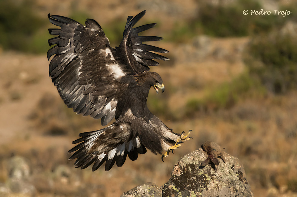 Águila real (Aguila chrysaetos)